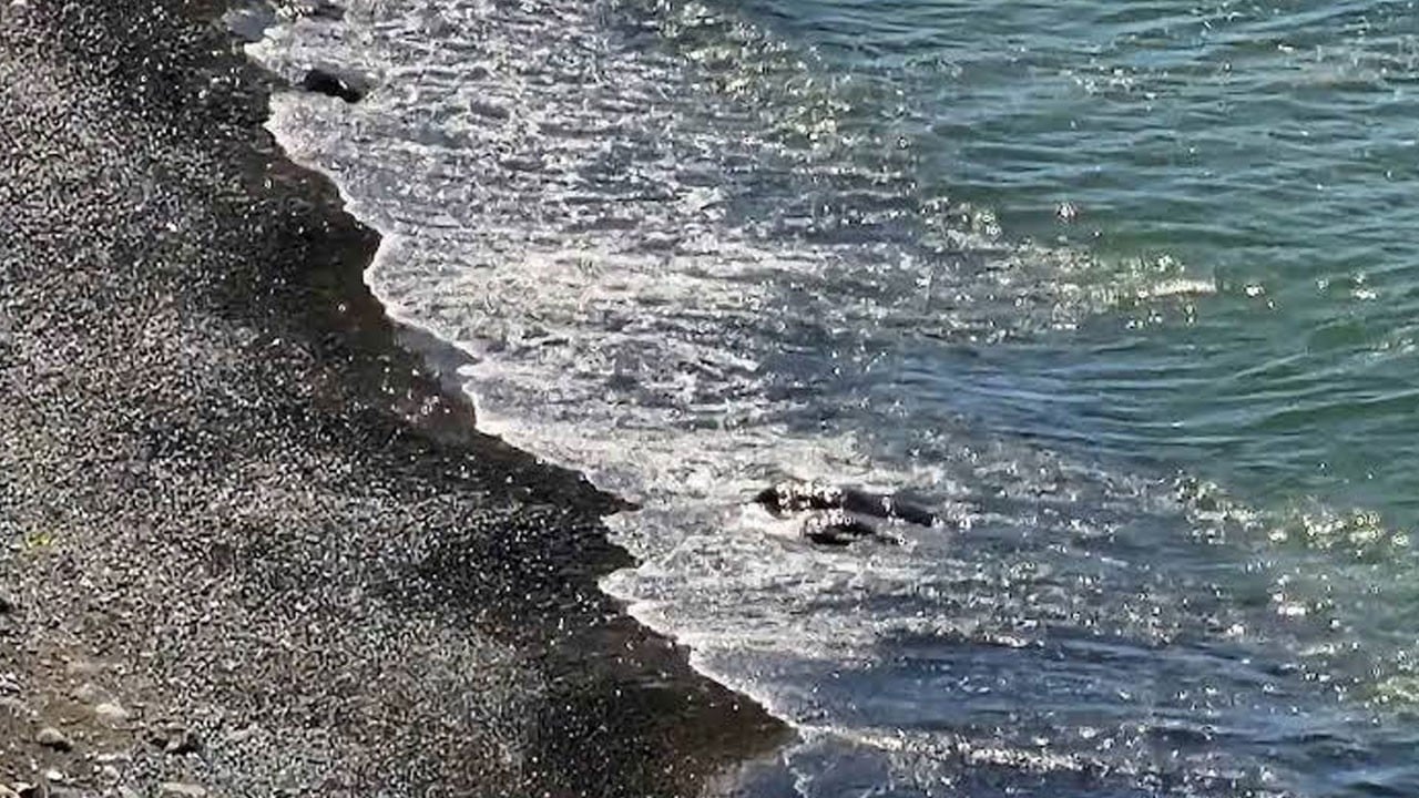 6 gündür kayıptı! 40 yaşındaki adamın cesedi deniz kenarında bulundu
