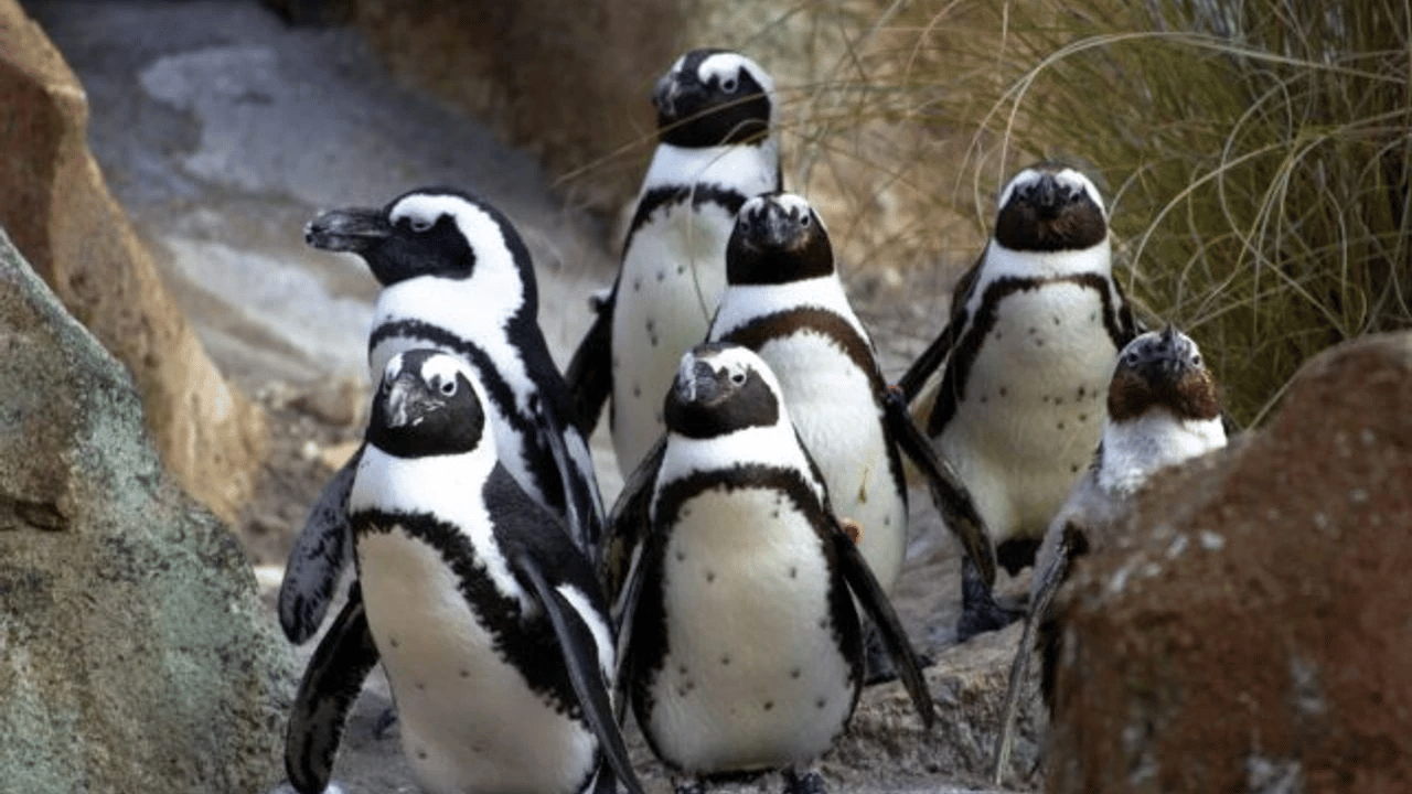 62 bin penguen açlıktan öldü!