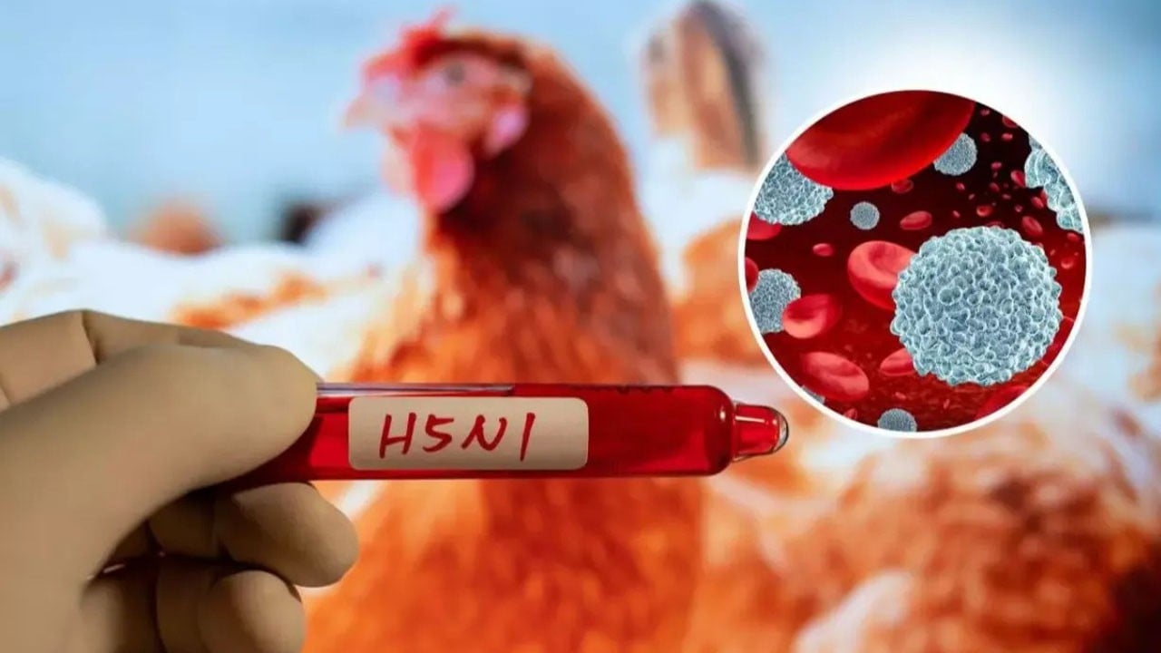 ABD’de bir ilk: Kuş gribi insana geçti