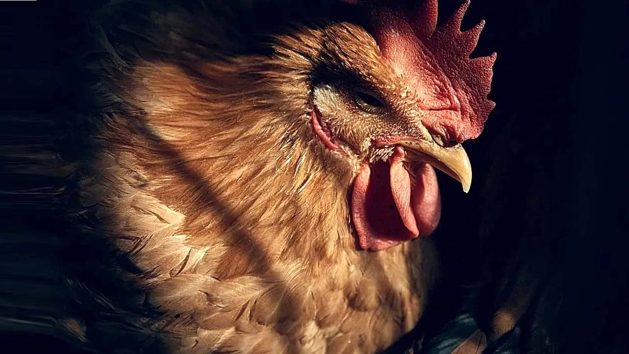 ABD’de H5N5 kuş gribinden ilk ölüm: Temaslılarda virüs bulunmadı