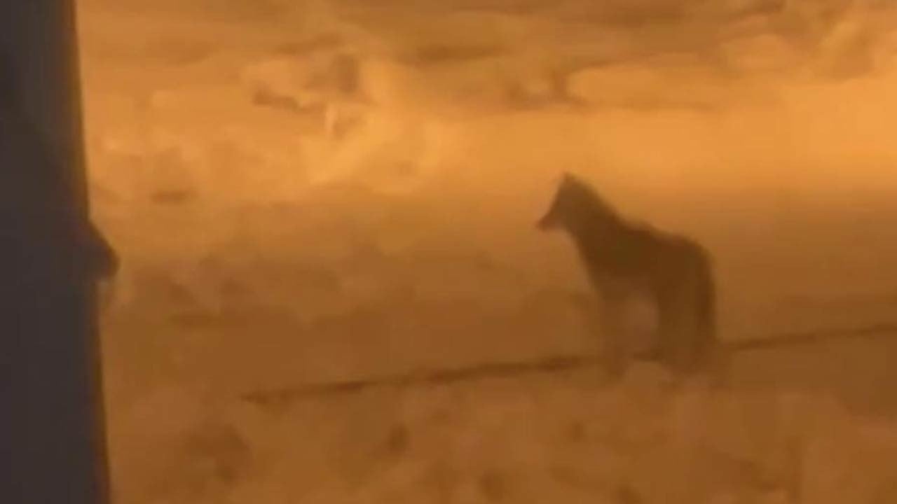 Aç kalan kurt şehir merkezine indi