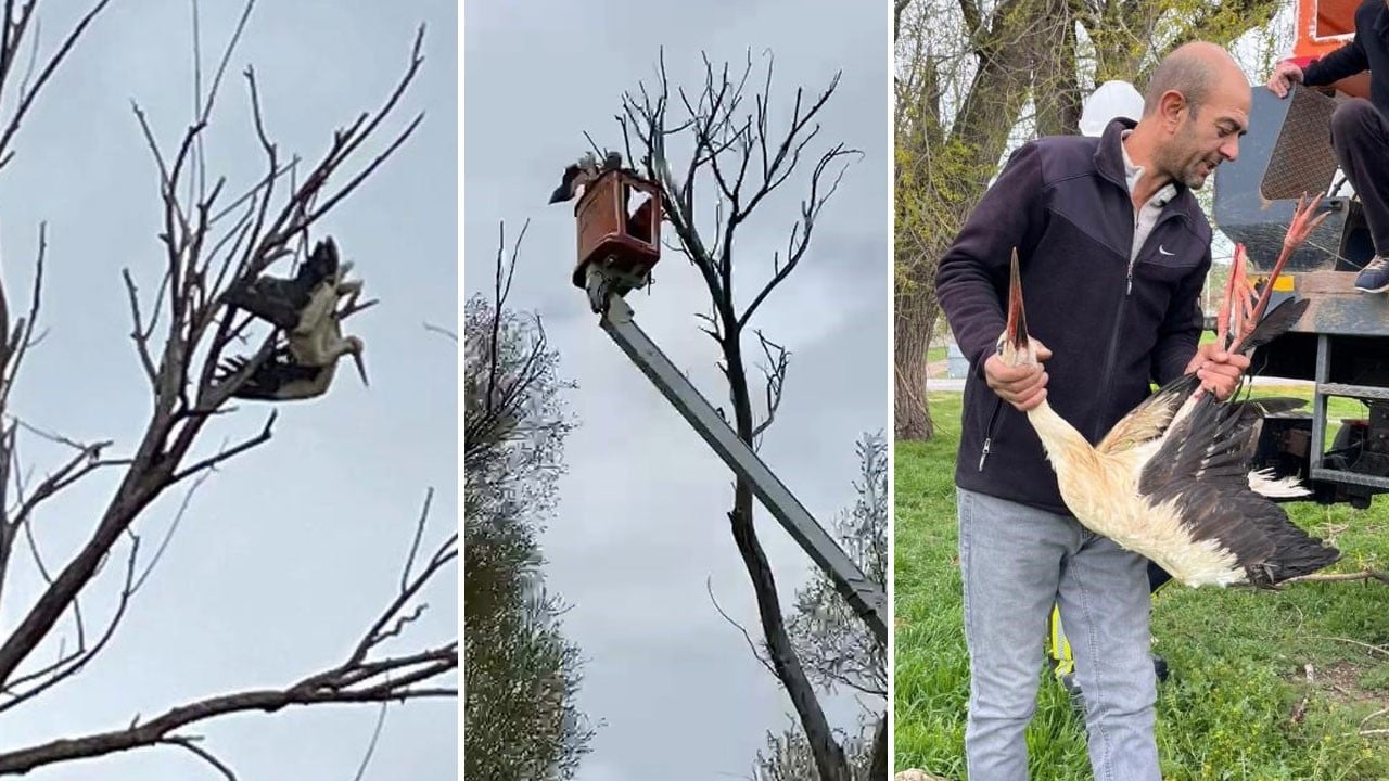 Ağaçta asılı kalan leylek seferberlikle kurtarıldı