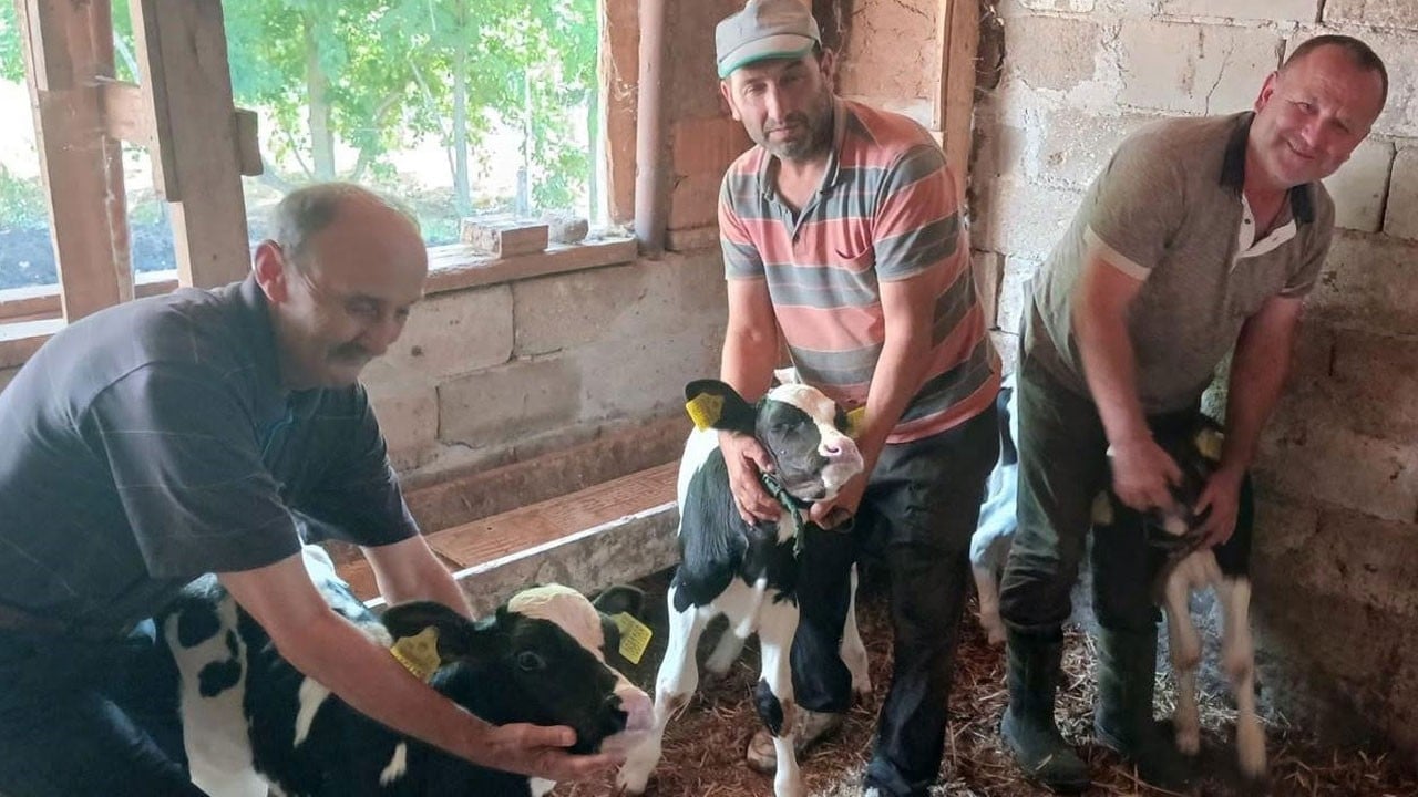 Ahırda üçüz sevinci! Holstein inek sağlıklı 3 buzağı doğurdu