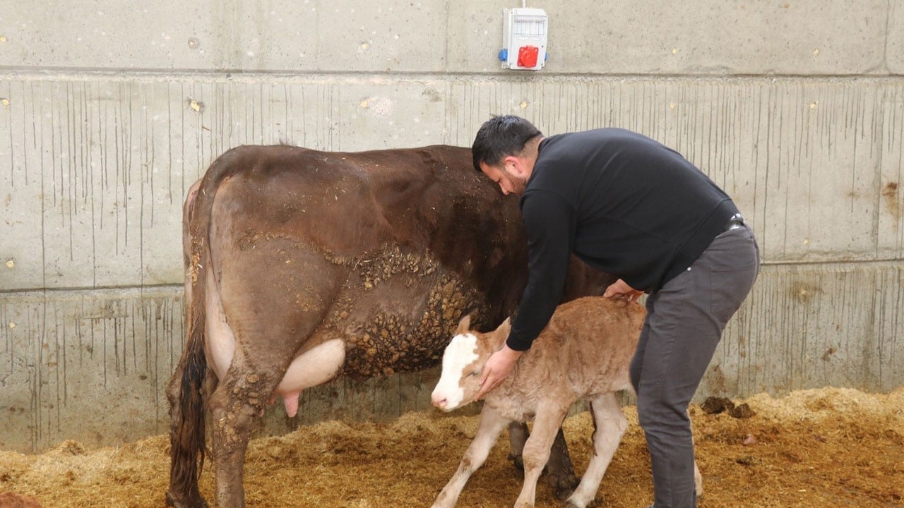 Akıllı ahırla üretimde yeni dönem! Yüzde 50 hibeyle kurdu, şimdi 100 büyükbaş besliyor