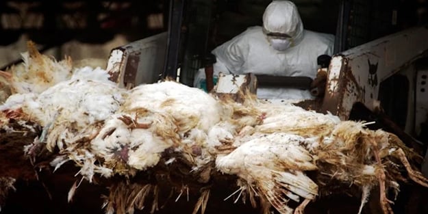 Almanya’da kuş gribi paniği büyüyor! 400 binden fazla hayvan itlaf edildi