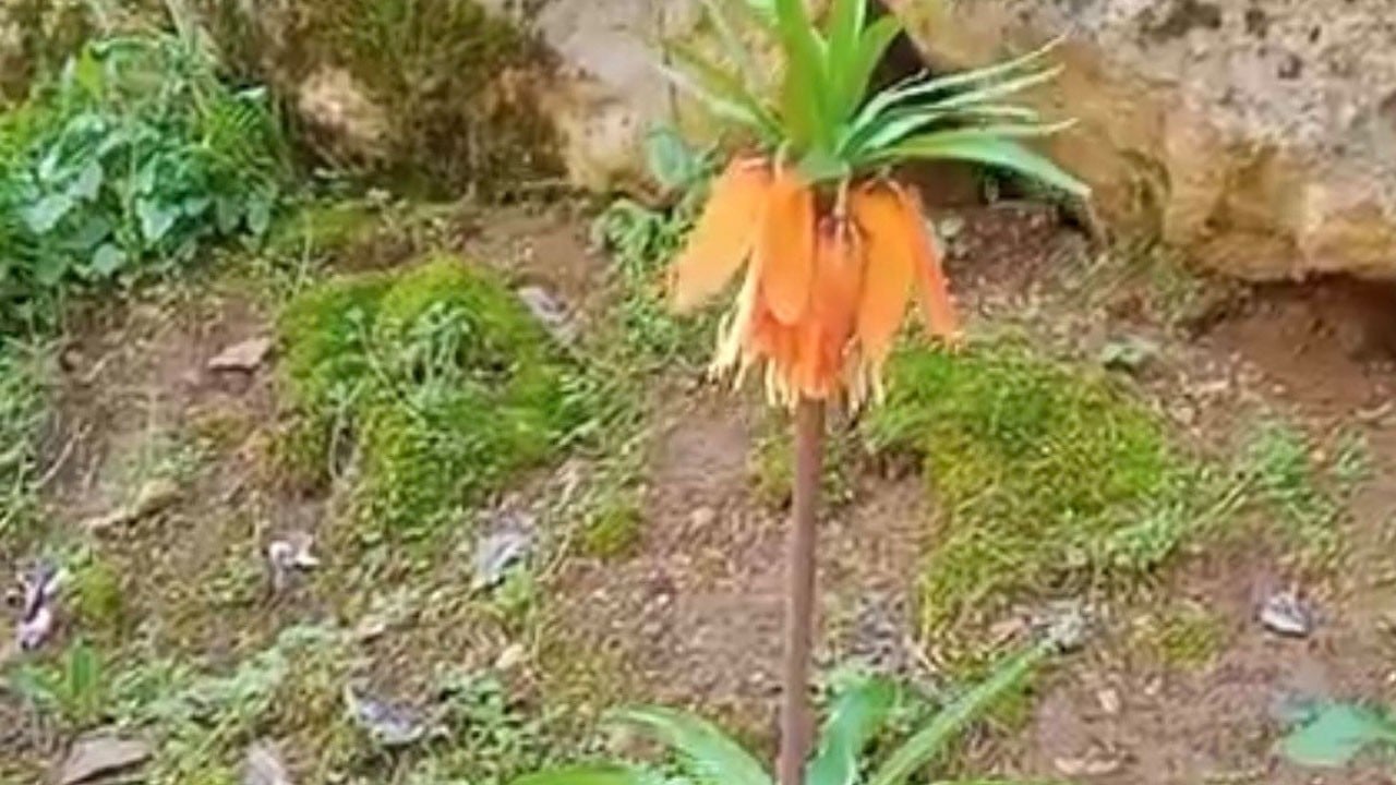 Aman sakın koparmayın! Cezası dudak uçuklatıyor