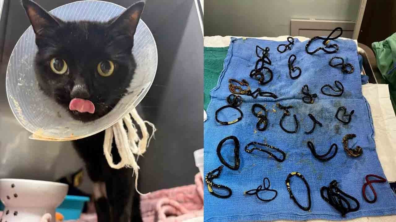 Ameliyatta şok gerçek: Kedinin midesinden 26 saç tokası çıktı