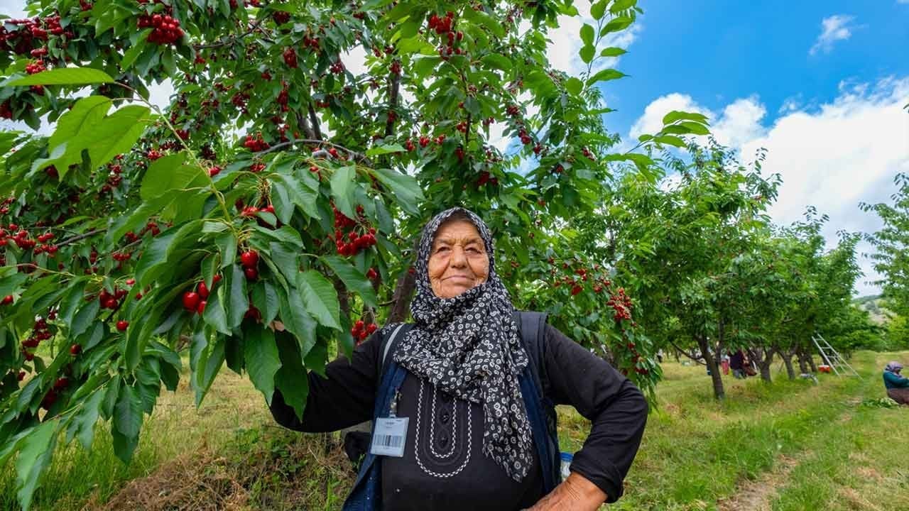Anadolu toprağında bereket fışkırdı! Yozgatlı köylülerin el ele vererek kurduğu dev bahçe dünyayı doyuruyor!