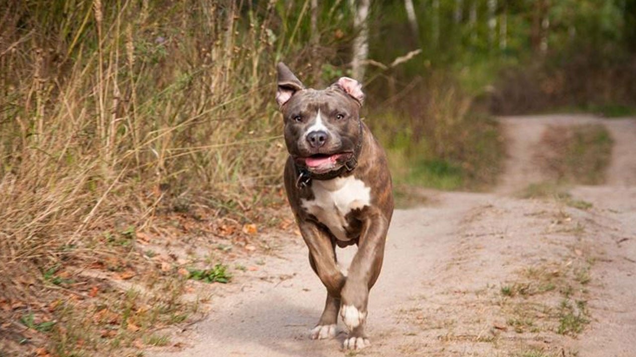 Ankara’da dehşet! Pitbull küçük Efe'nin yüzünü parçaladı