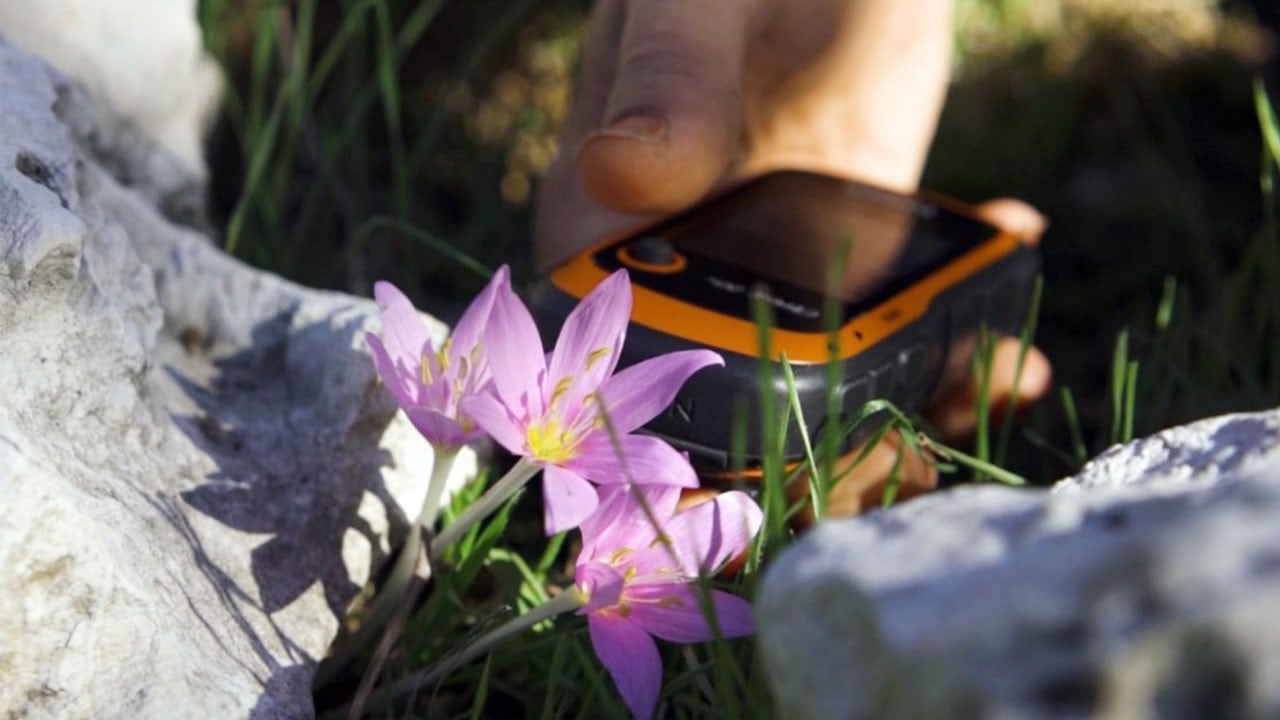 Antalya’dan gelen veriler endişelendiriyor! Karasal orkideler neden azalıyor?