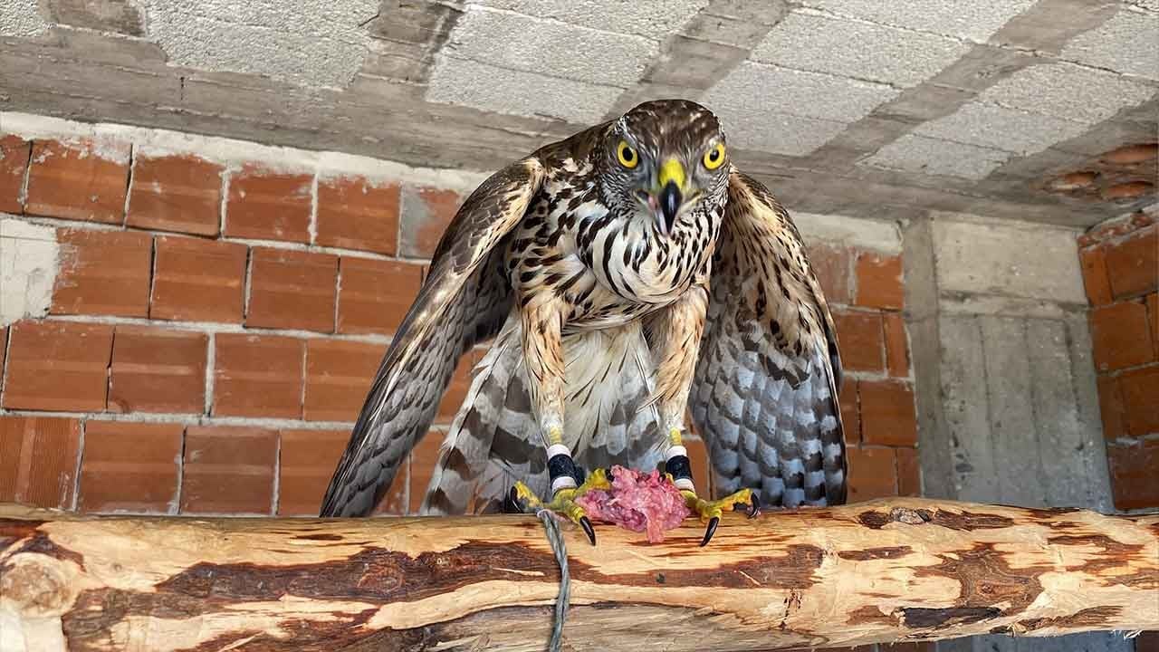 Arhavi'de tarihi gün! Atmacacılık geleneği artık kanunla korunuyor