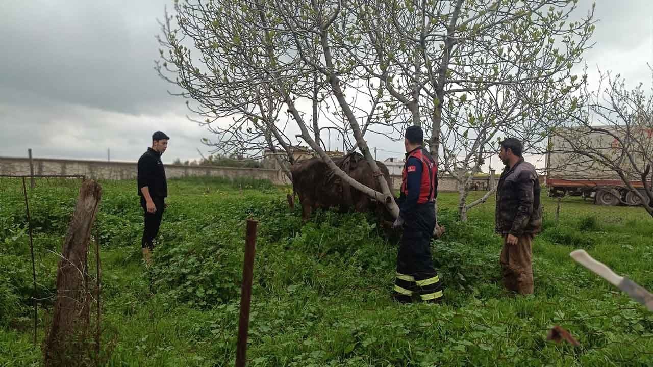 Artuklu'da can pazarı! Kuyuya düşen inek için itfaiye seferber oldu: Ekiplerin titiz operasyonuyla kurtarıldı!