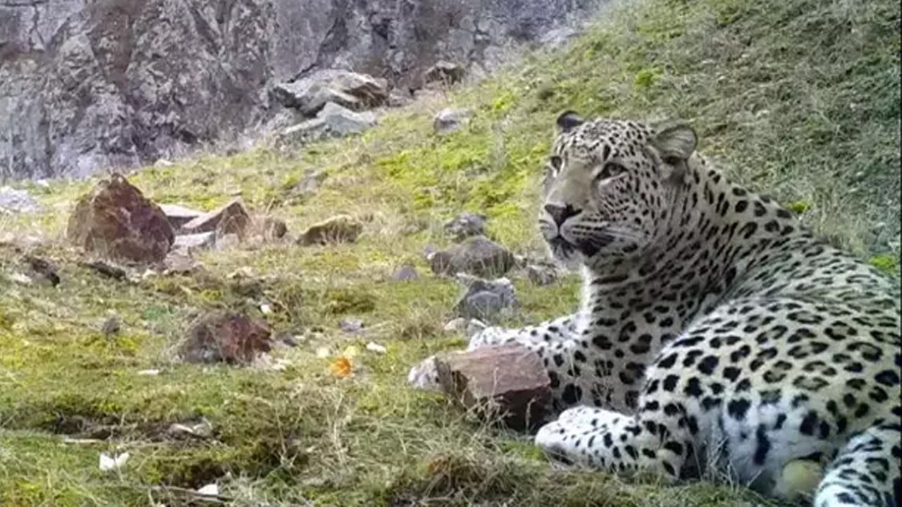 Avlamanın cezası 5 yıl hapis ve 45 milyon lira!