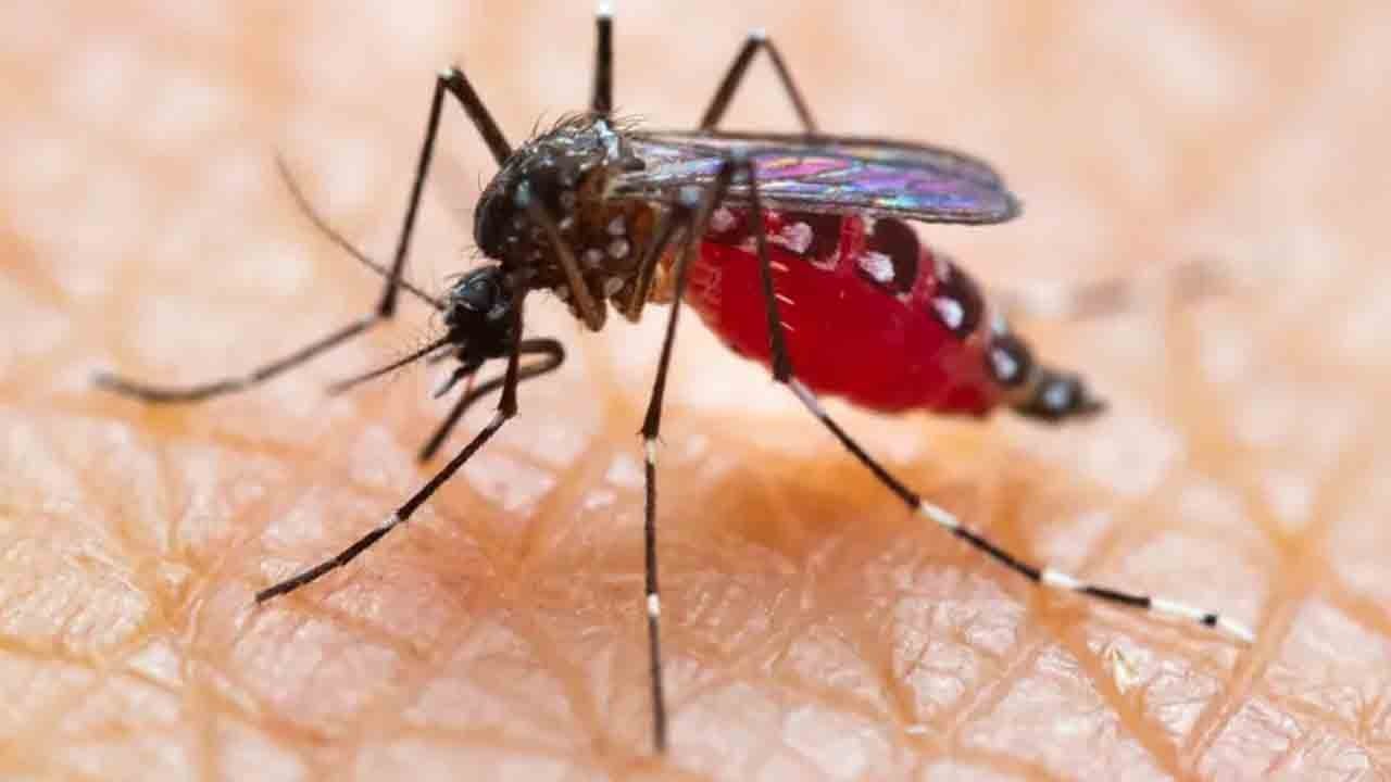 Avrupa’da salgın uyarısı: Türkiye de sivrisinek riski altında