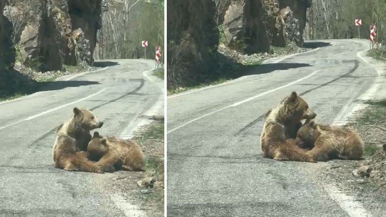 Ayı anne yol ortasında emzirme molası verdi