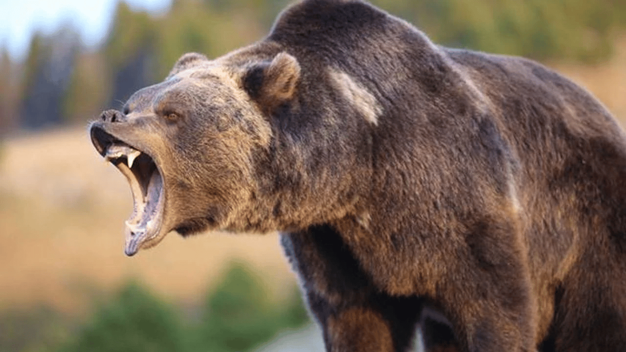Ayı saldırısı: Çok sayıda yaralı var!