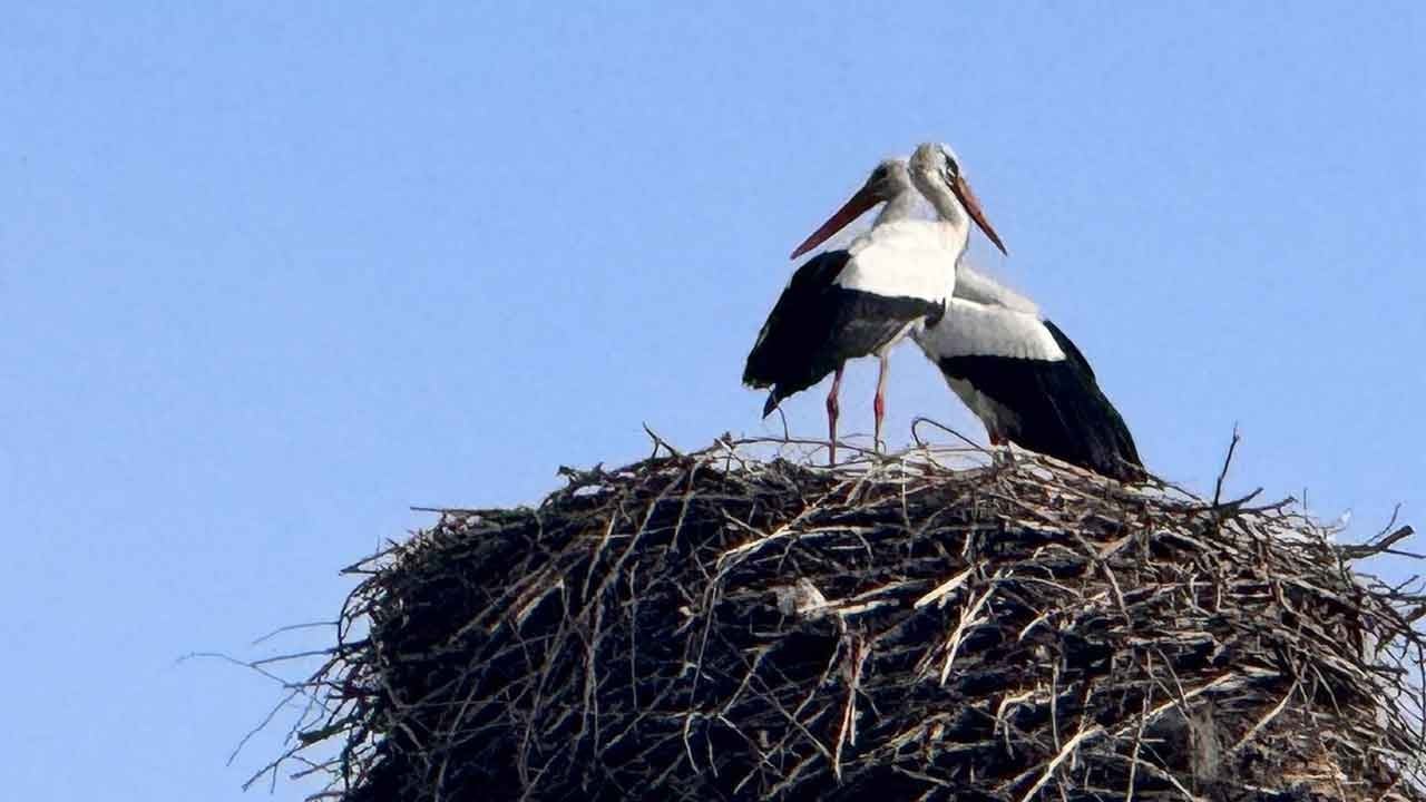 Baharın habercisi leylekler memleketlerine ulaştı