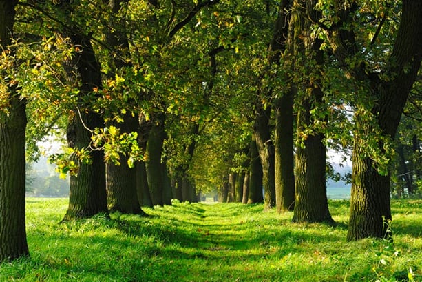 Bakan Kurum: Yeşil vatan! Geleceğe nefes oluyoruz