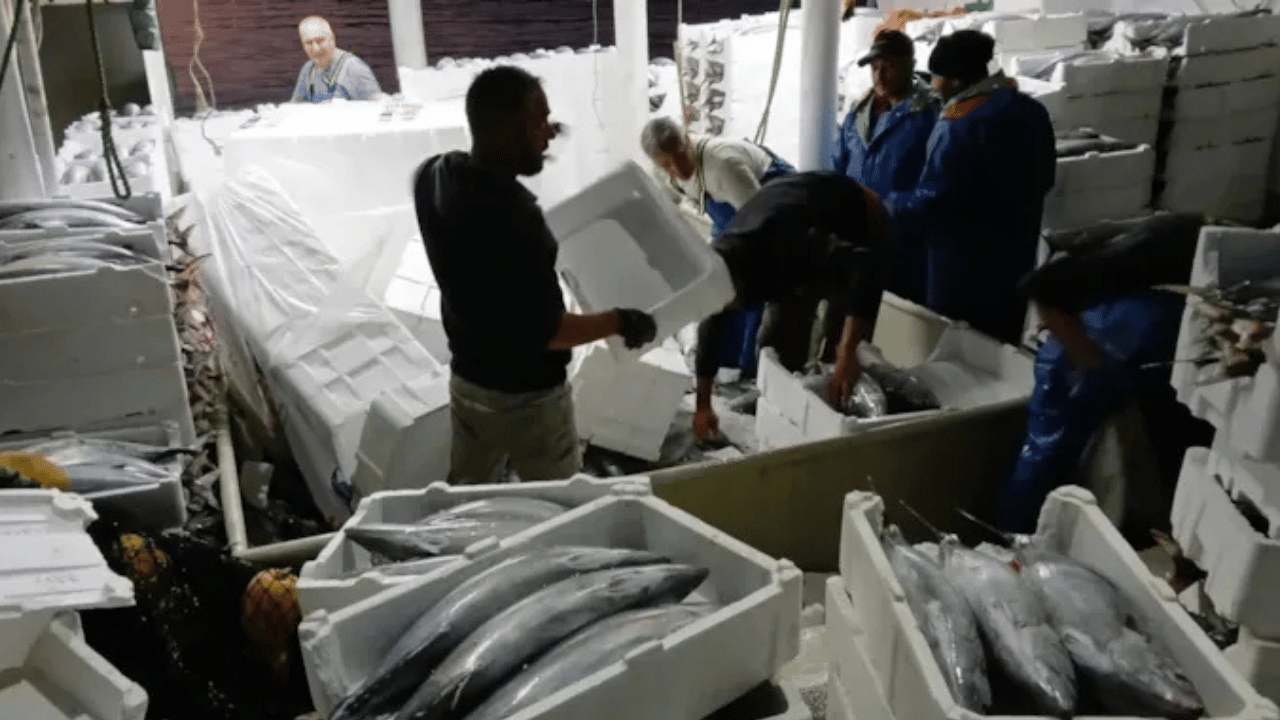 Balıkçılar bile şaşkın: Karadeniz’den öyle bir şey çıktı ki…