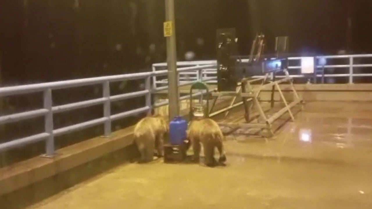 Barajda gece nöbeti böyle geçti! Kulübeye yaklaşan davetsiz misafirler kamerada