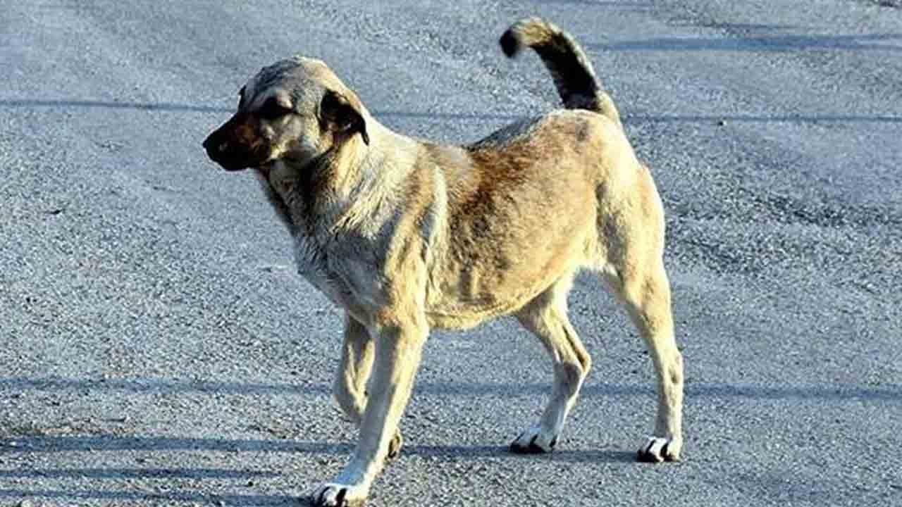 Başıboş köpek, korkunç bir kazaya neden oldu! Köpekperestlere bu görüntüleri izletin!