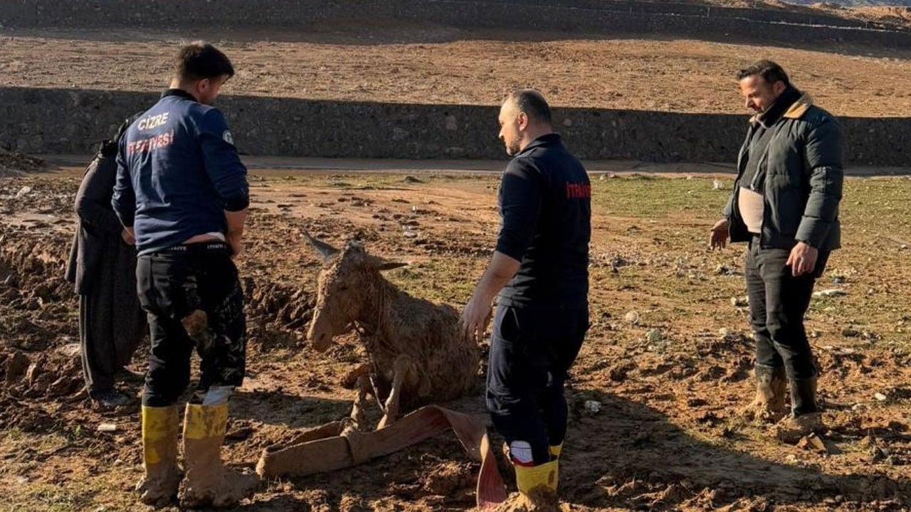 Bataklığa saplanan eşekler kurtarıldı