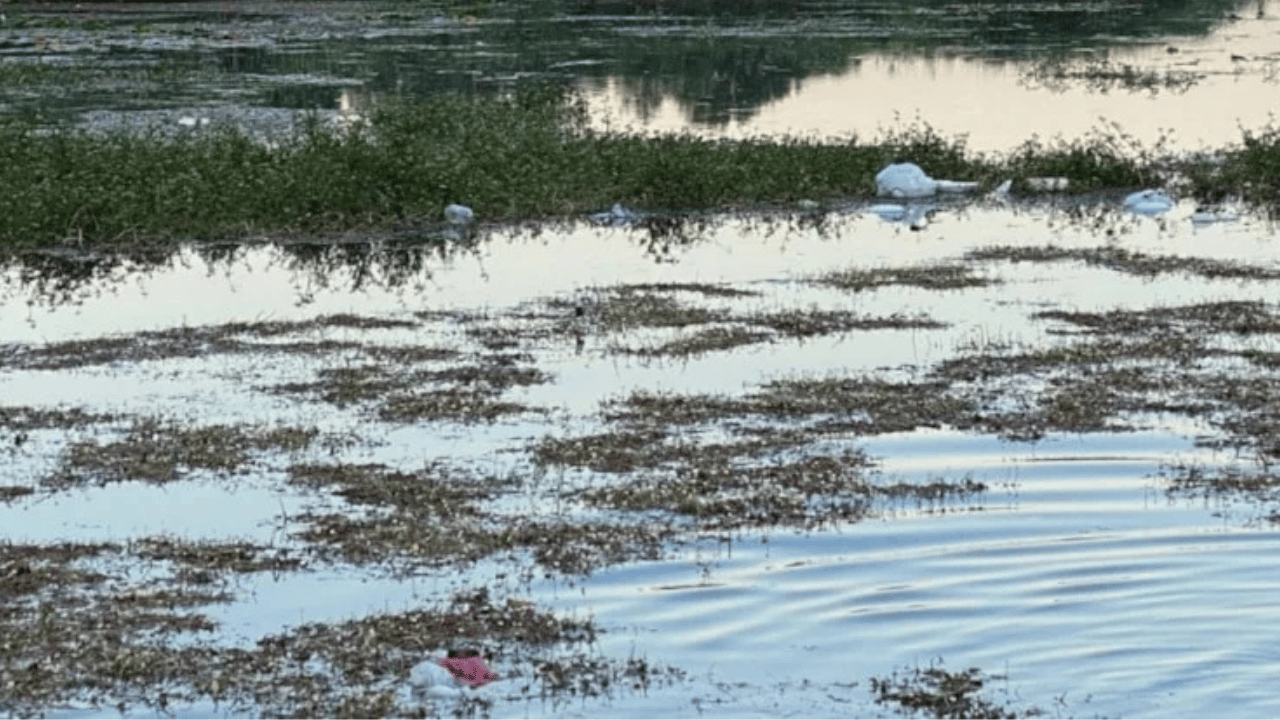 Bataklıktan binlerce yıllık hazine çıktı