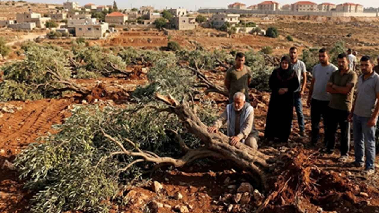 Bereket fışkıran topraklara Siyonist buldozeri daldı! Ramallah'ta 200 zeytin ağacı söküldü