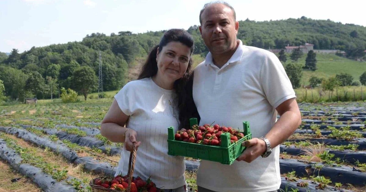 Bilecik'te hobiyle 2 dönümde başlayan çilek bahçesi 8 yılda 42 dönüme ulaştı