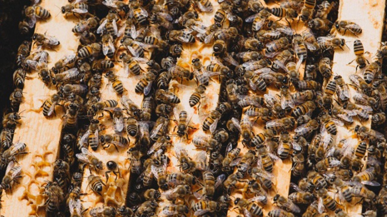 Bilim insanlarını şaşırtan keşif! Arılar kemiklere yuva yapmış