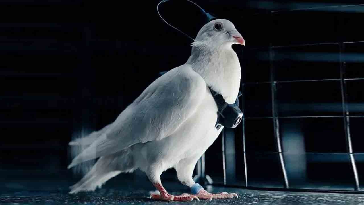 Bilim mi, eziyet mi? Güvercinler gökyüzünde dron oldu