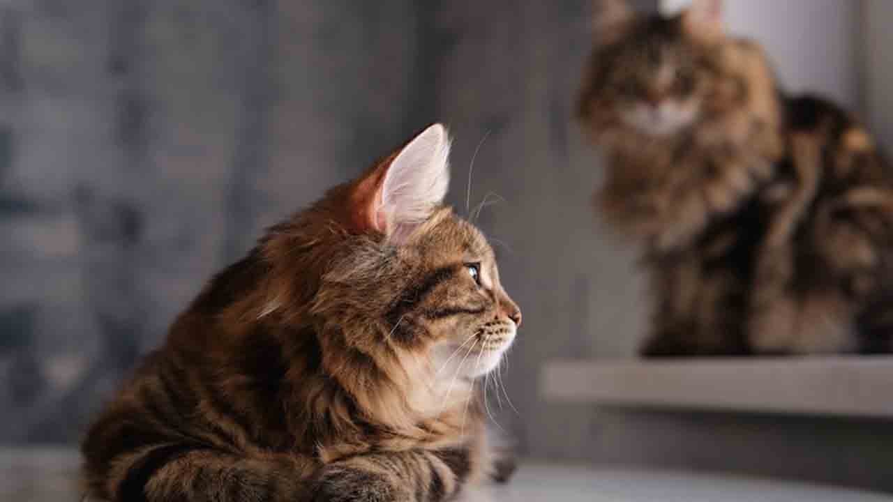 Bilim ortaya koydu: Kedilerle iletişimde şaşırtan detay