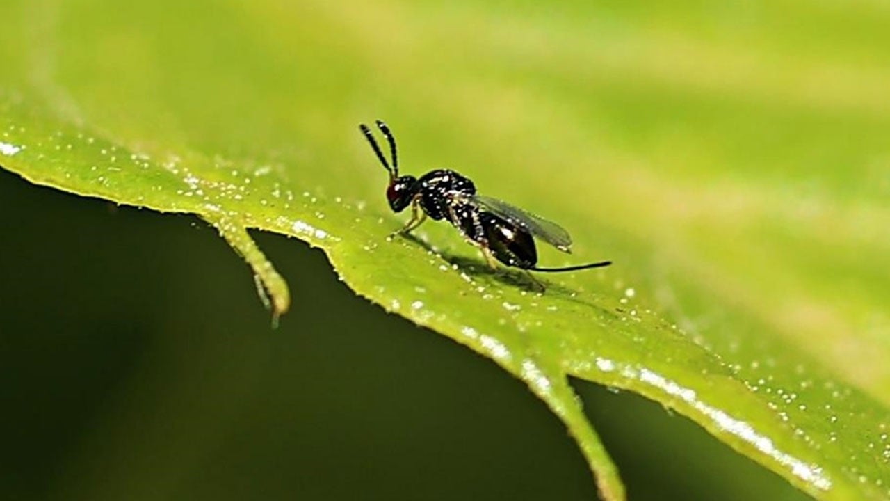 Binlerce böceğe kamu görevi!