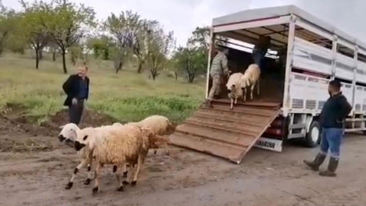 Bir gecede 50 koyununu kaybetti! Besiciye bayram öncesi yardım eli