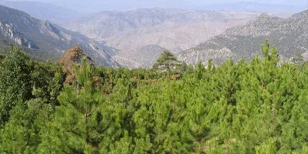 Bir ilde ormanlık alanlara girişler yasaklandı