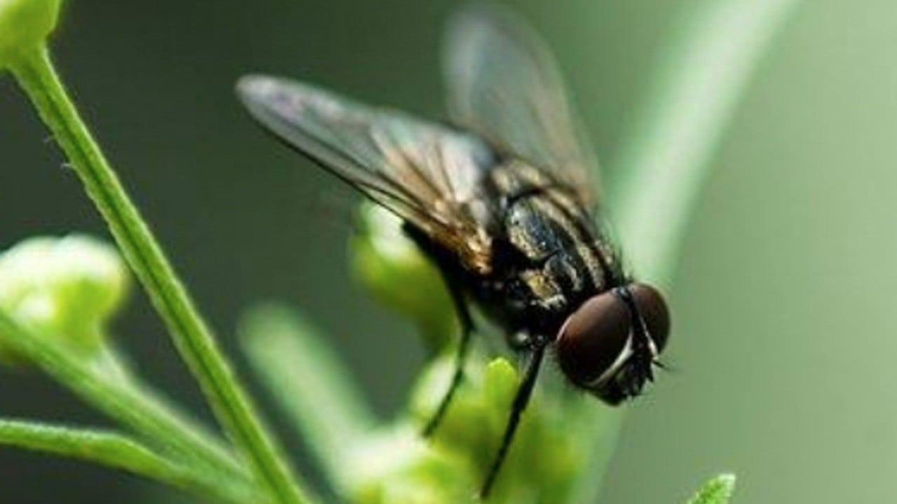 Ne sinek ne böcek evinizin eşiğine yaklaşamayacak! Böcek ilacı...