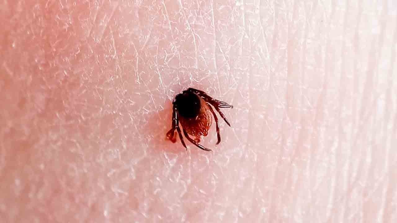 Bu belirtilerle ortaya çıkıyor: İşte Türkiye’de en tehlikeli kene türü