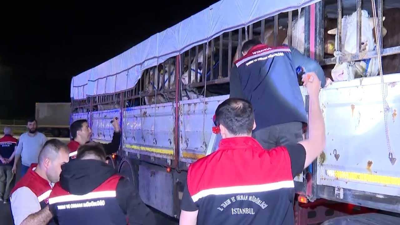 Bu gece itibarıyla izin verildi! Kurbanlıklar giriş yapmaya başladı
