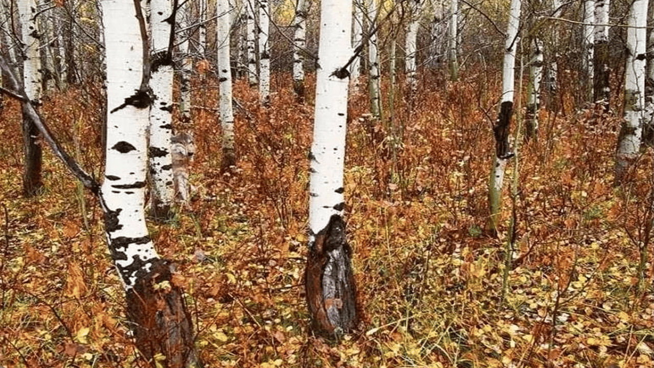 Bu resimdeki kurdu kimse bulamıyor!