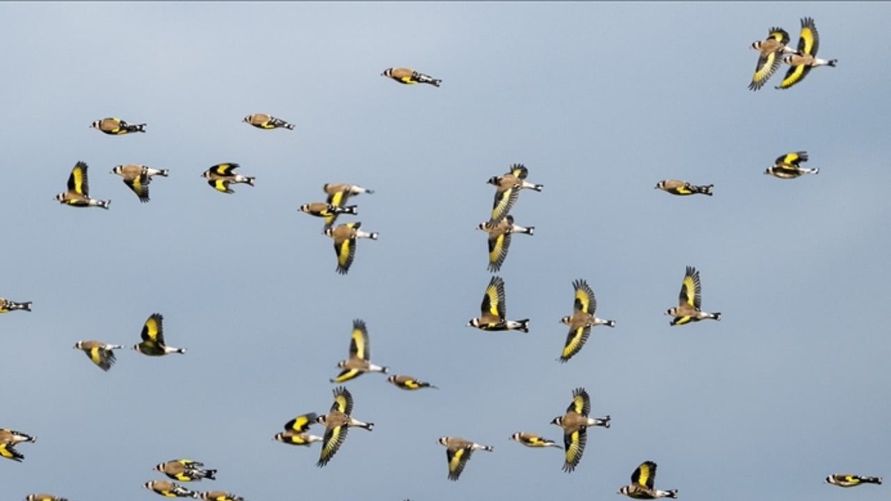 Bursa kırsalında görsel şölen: Saka kuşları sürüler halinde görüntülendi