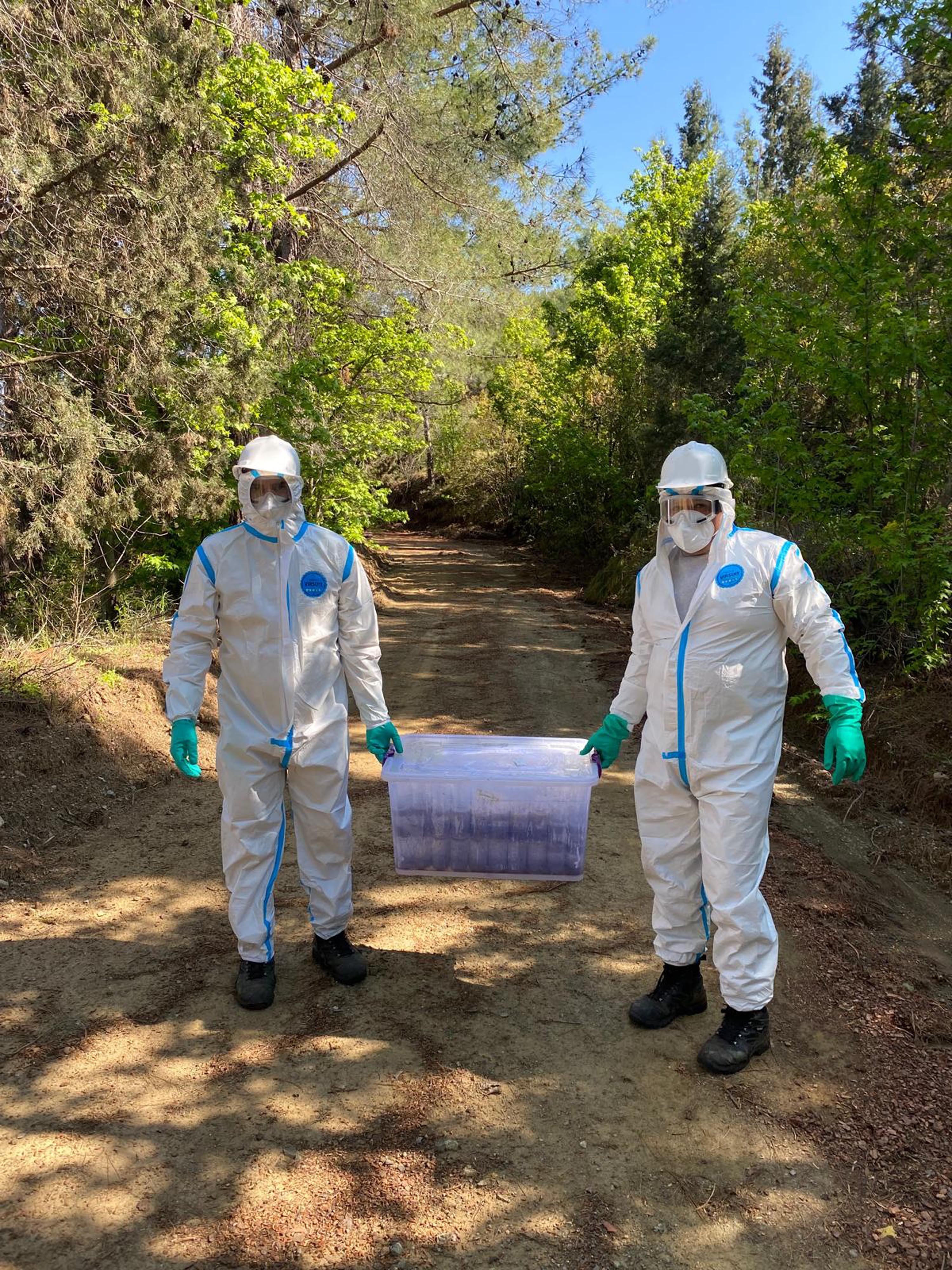 Çam kese böceğine karşı doğaya 'terminatör böcek' salındı