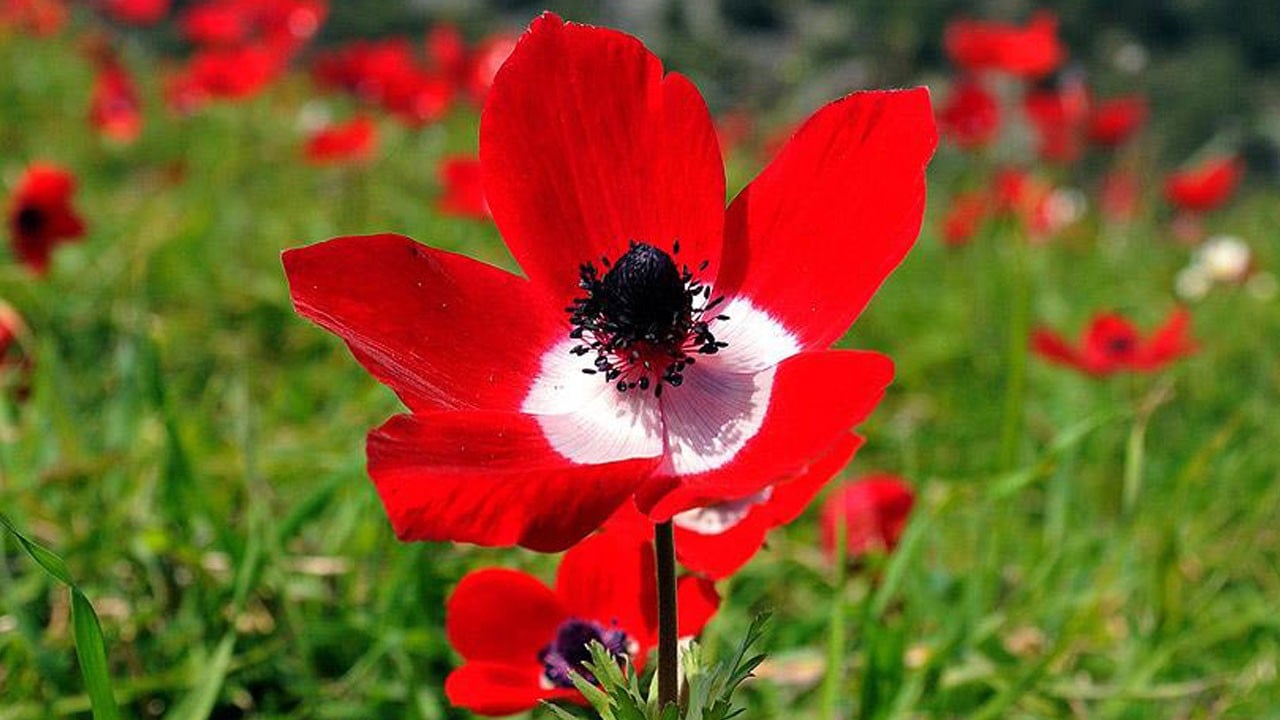 Cemre ne zaman düşecek? İlk cemre neye düşer?