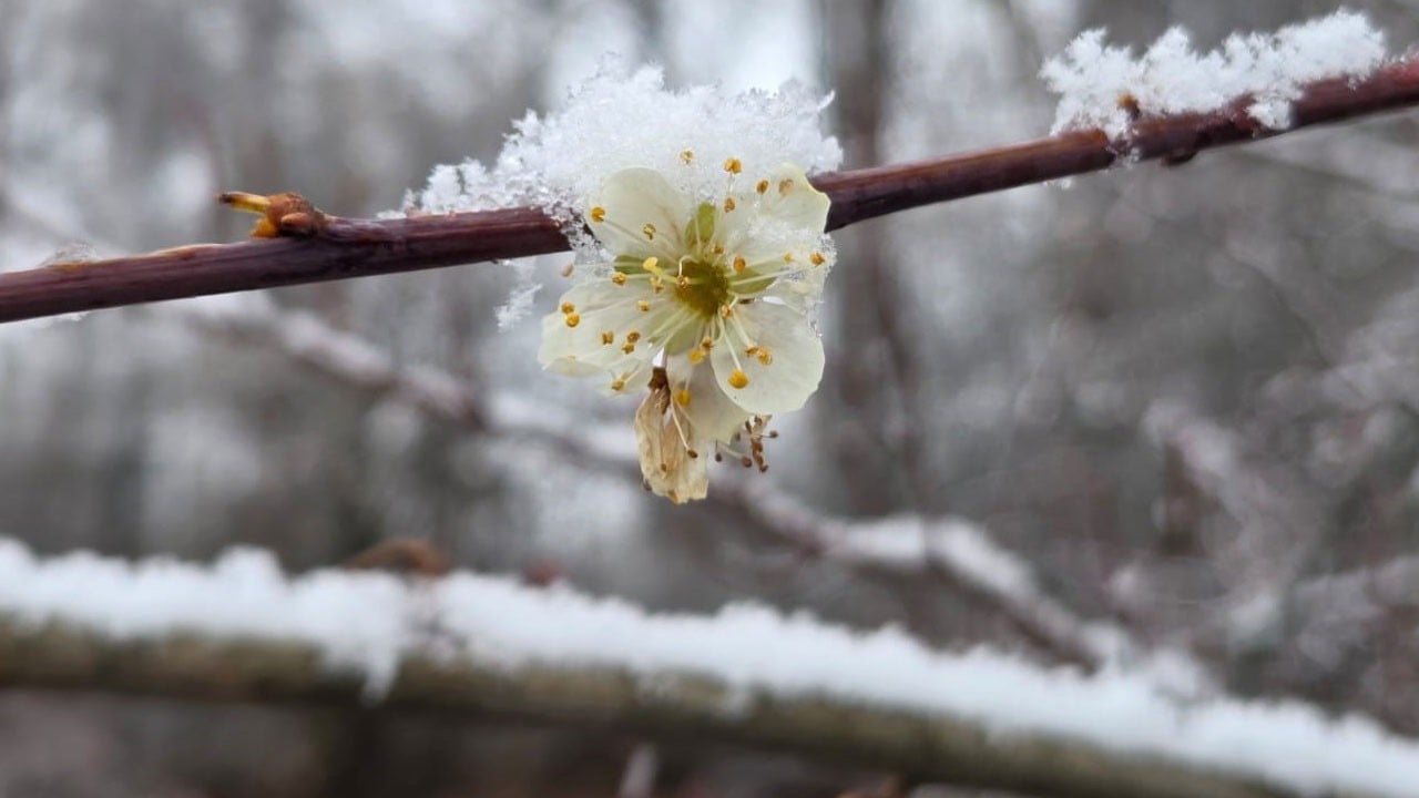 Çiçek açan erik ağaçlarını kar bastı