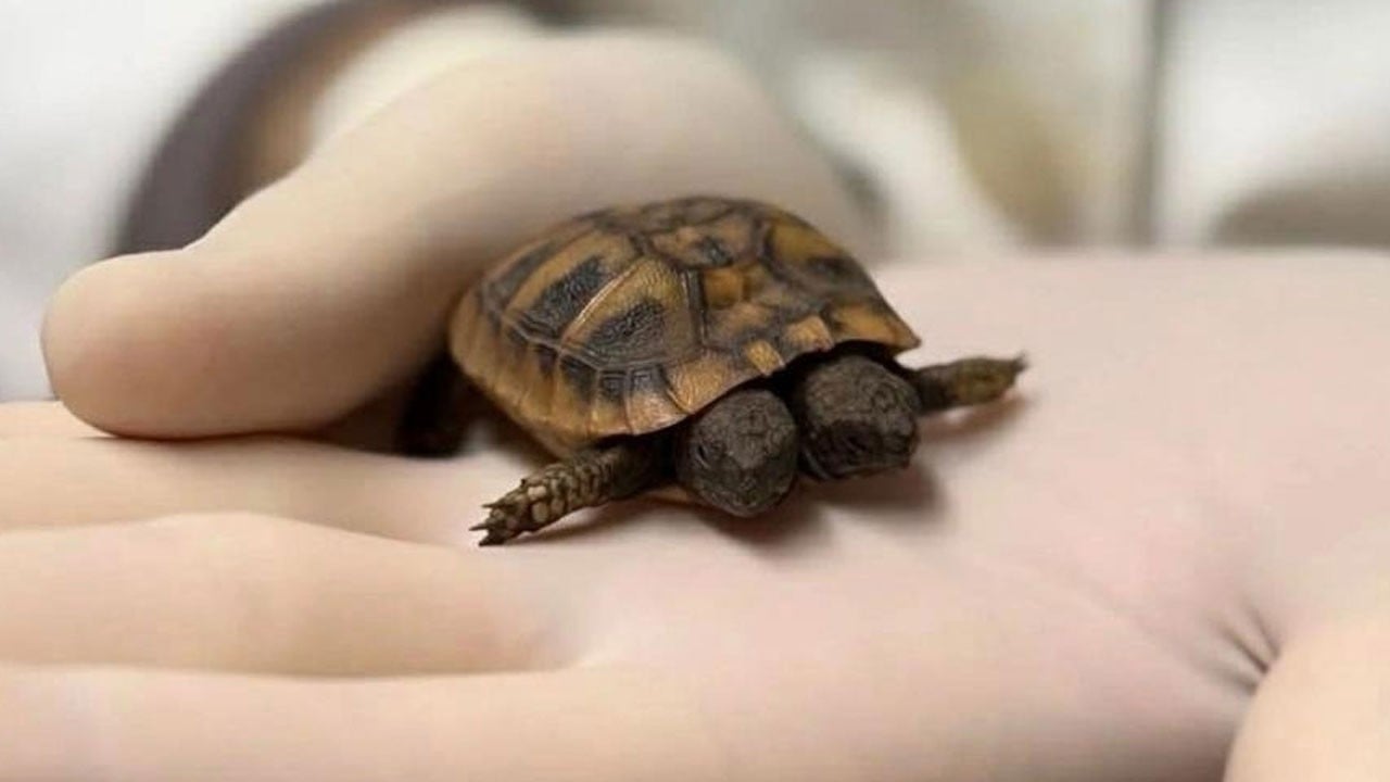 Çift başlı kaplumbağaya tomografi çekildi
