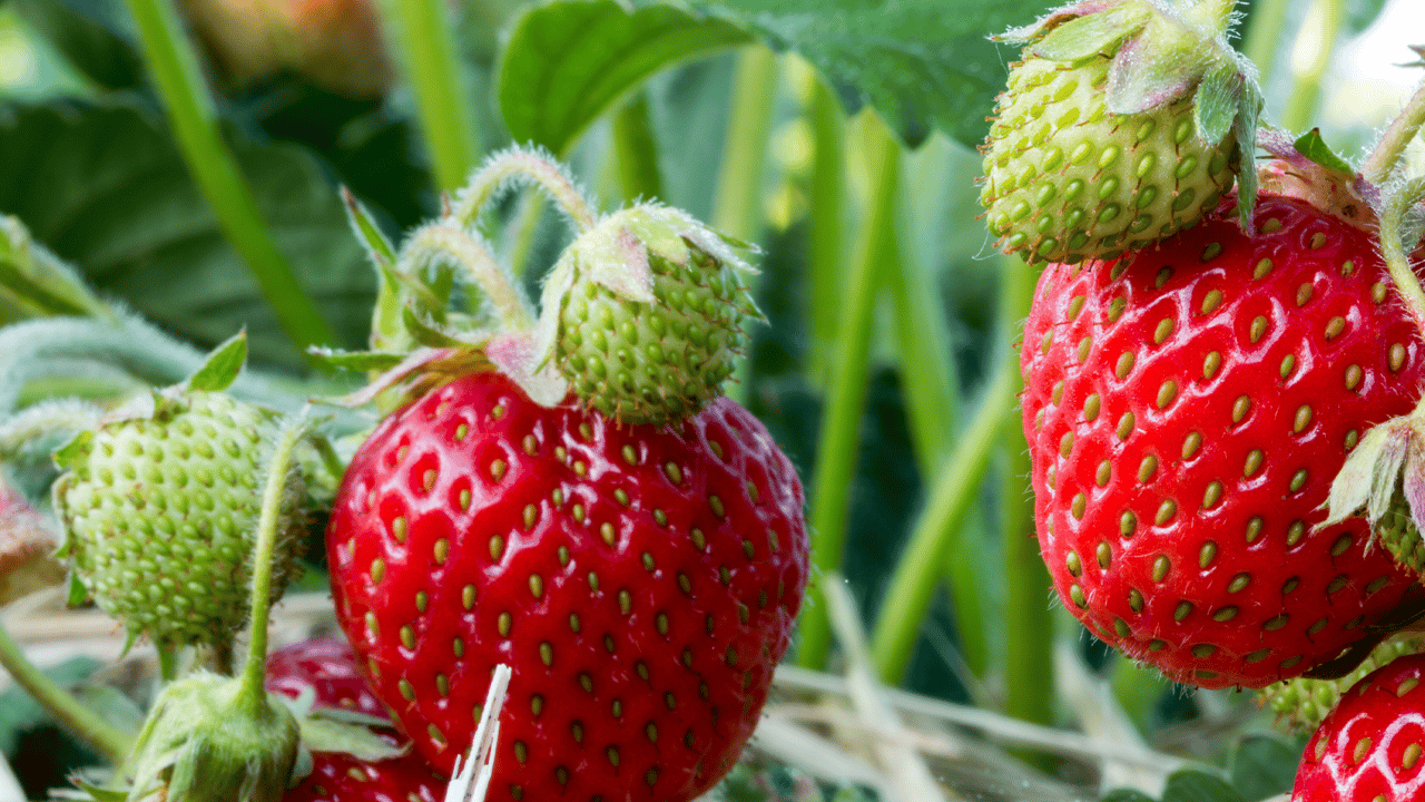 Çileğin Az Bilinen Faydası Ortaya Çıktı