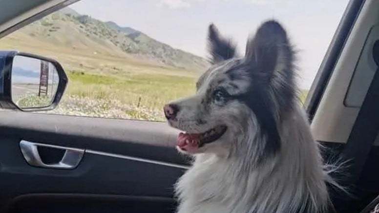 Çin'de fenomen köpeğin feci sonu! 1.5 milyon takipçili akıllı köpeği restoranda kestiler!