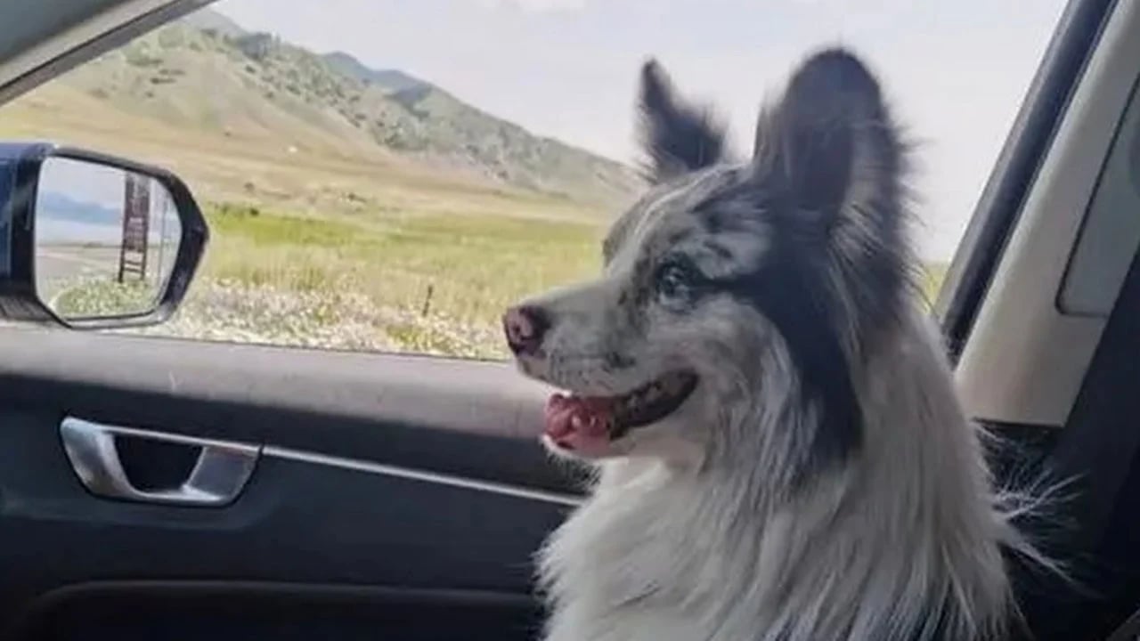 Çin'de fenomen köpeğin feci sonu! 1.5 milyon takipçili akıllı köpeği restoranda kestiler!