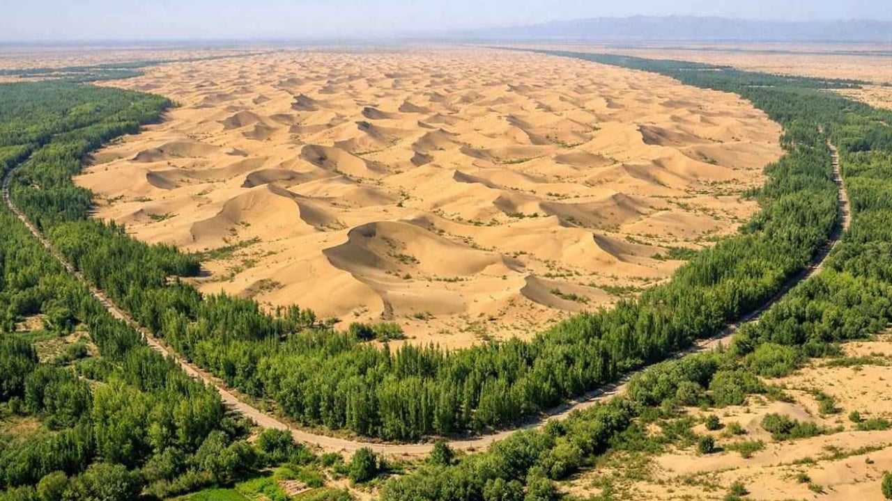 Çöl yeşile döndü! 60 milyar ağaçla iklim değişti
