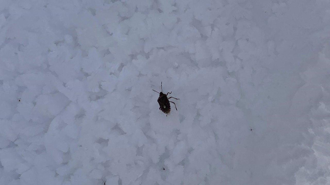 Dağ zirvesinde inanılmaz olay! 2 bin 884 metrede istilacı böcek görüldü