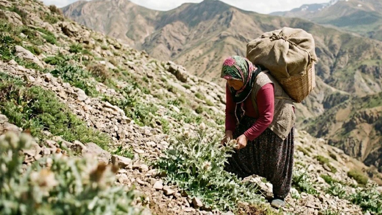 Dağda kendiliğinden yetişiyor, kilosu 3 bin liraya satılıyor!